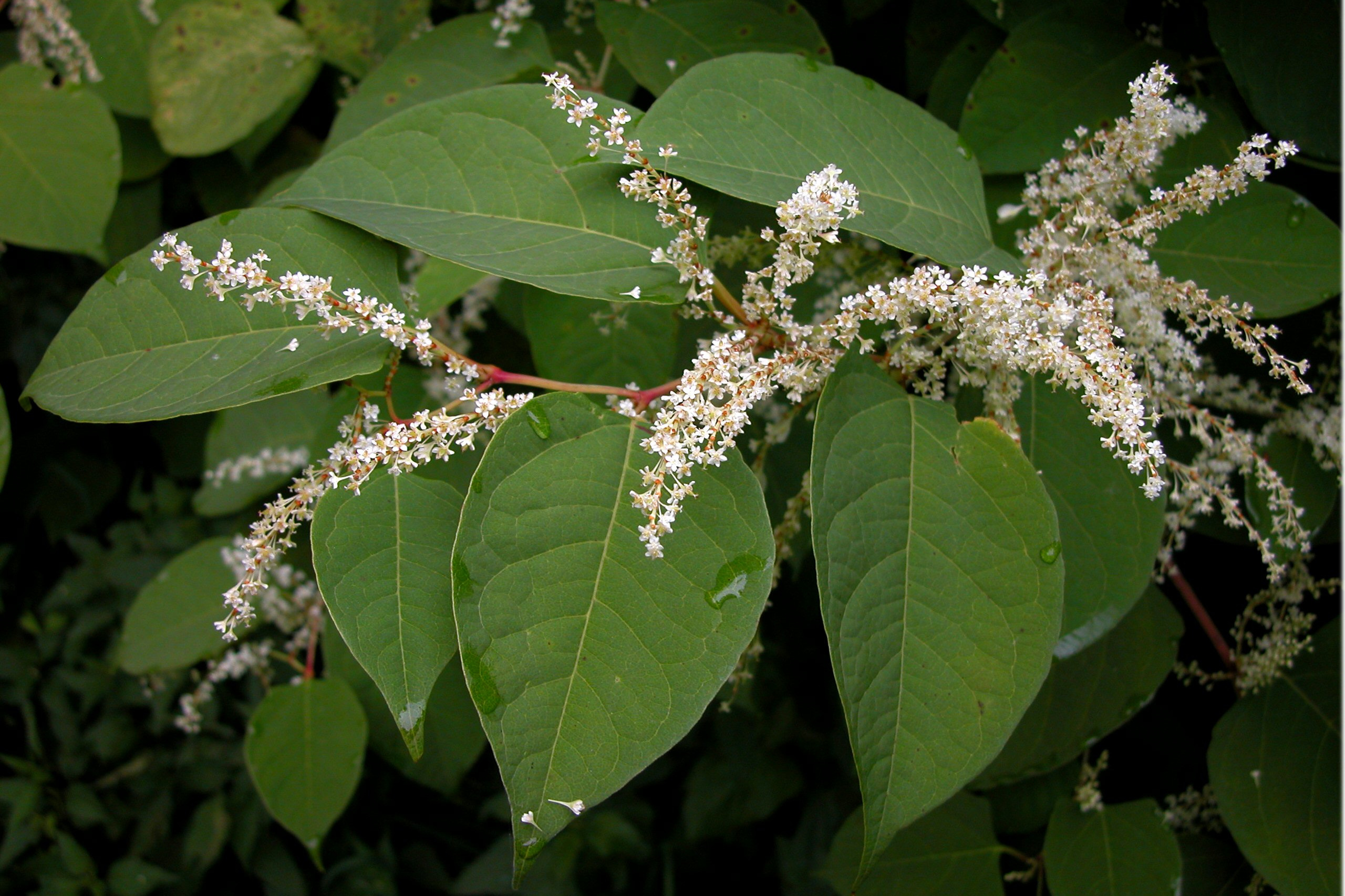 Reynoutria japonica